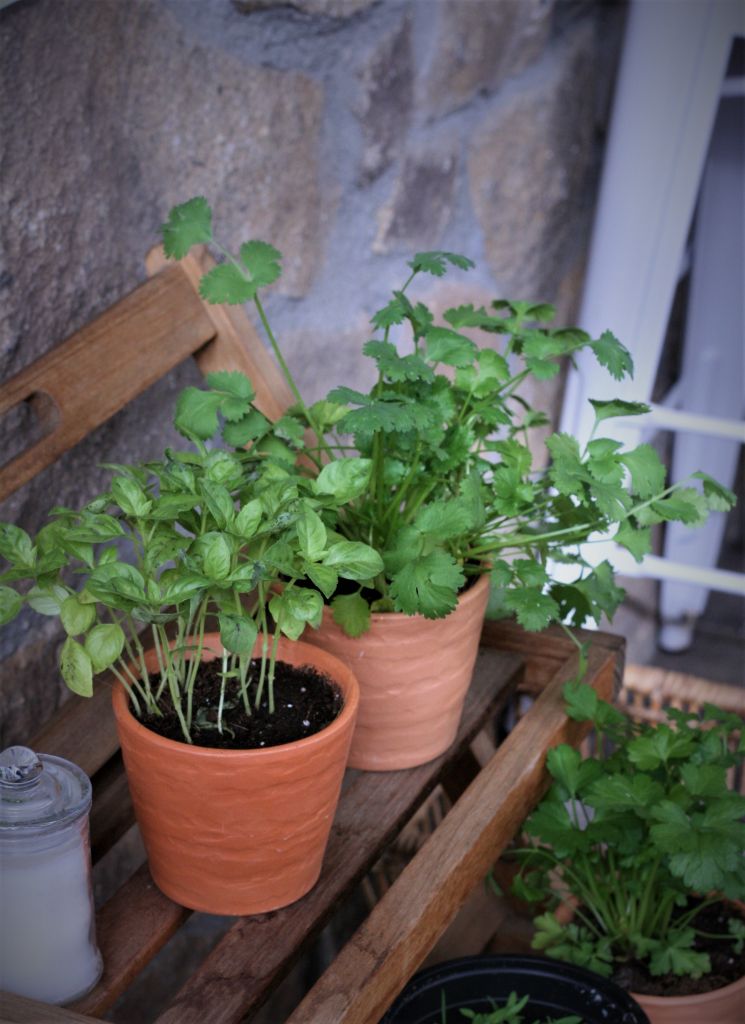 huerto-lo-que-estoy-cultivando-en-mi-jardin