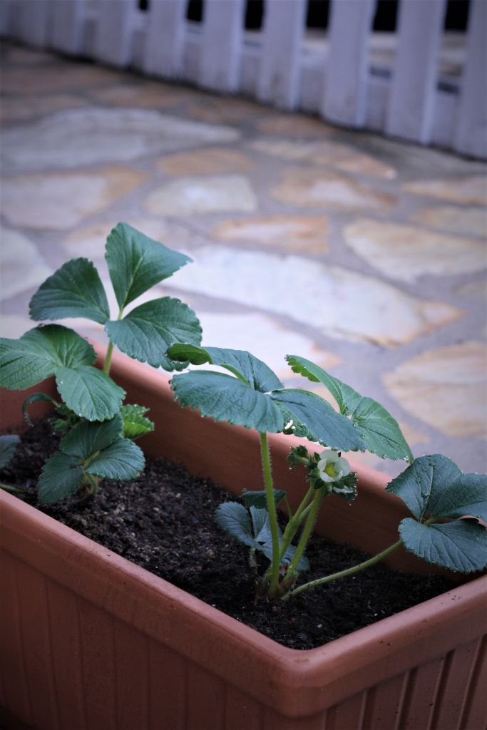 huerto-lo-que-estoy-cultivando-en-mi-jardin