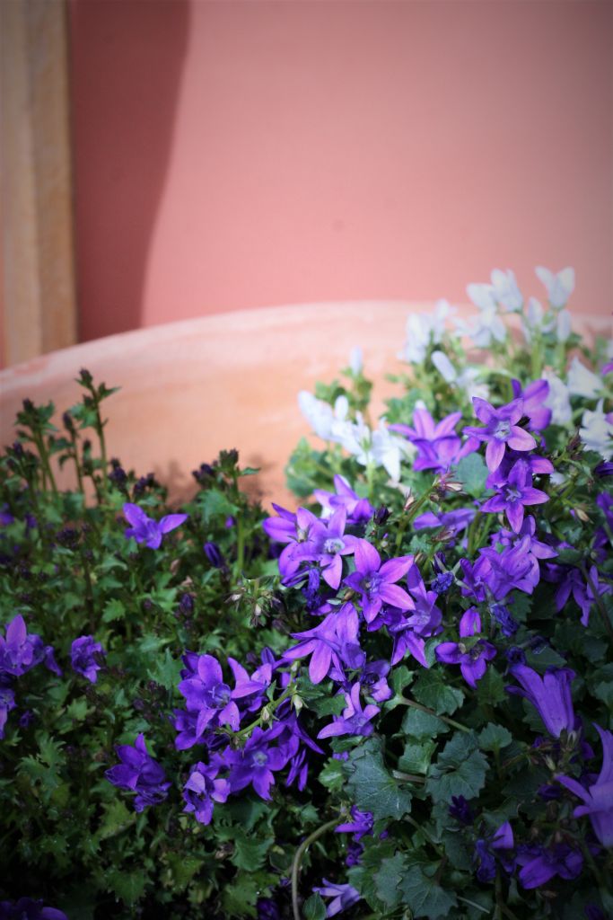 huerto-lo-que-estoy-cultivando-en-mi-jardin